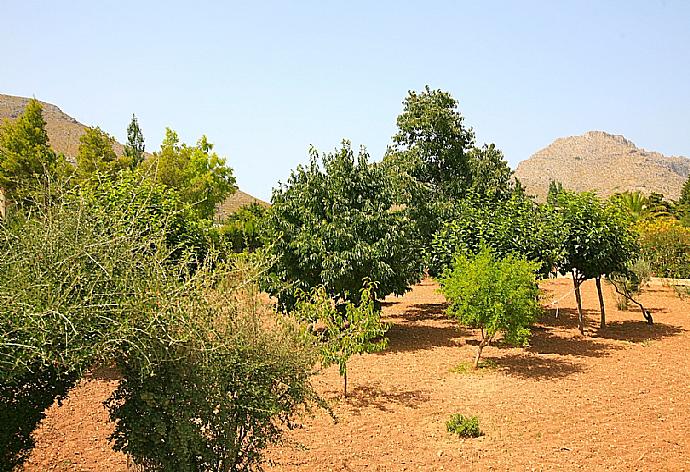 Garden area . - Villa Isa . (Photo Gallery) }}