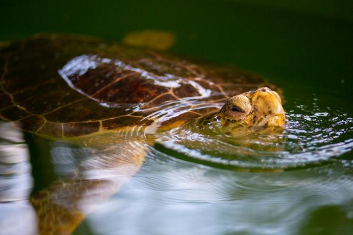 Turtle in Dalyan . - Villa Karya . (Galleria fotografica) }}