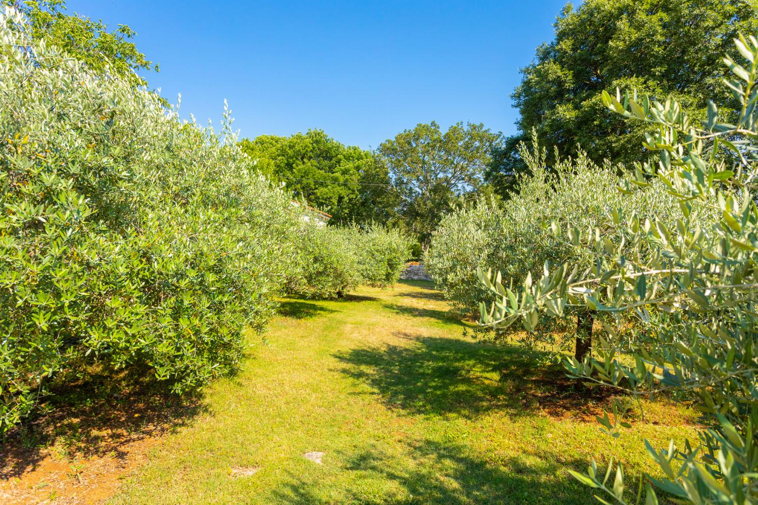 Garden area with olive trees